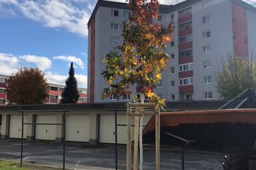 Baumpflanzungen